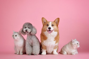 Qué saber antes de adoptar una mascota
