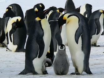“El Encuentro con Pingüinos” regresa al Acuario Inbursa