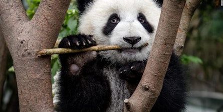 Muere Shuan Shuan, la panda gigante de México