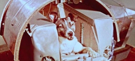 A 65 años de Laika y su viaje sin retorno, el primer ser vivo que salió del planeta