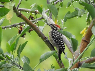 El Museo Nacional de los Ferrocarriles Mexicanos celebra al medio ambiente con “Alas sobre rieles, ciudad de aves”