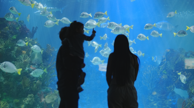 Acuario Inbursa