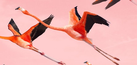 En el Día Mundial de la Naturaleza se anunció el estreno de "Flamingos"