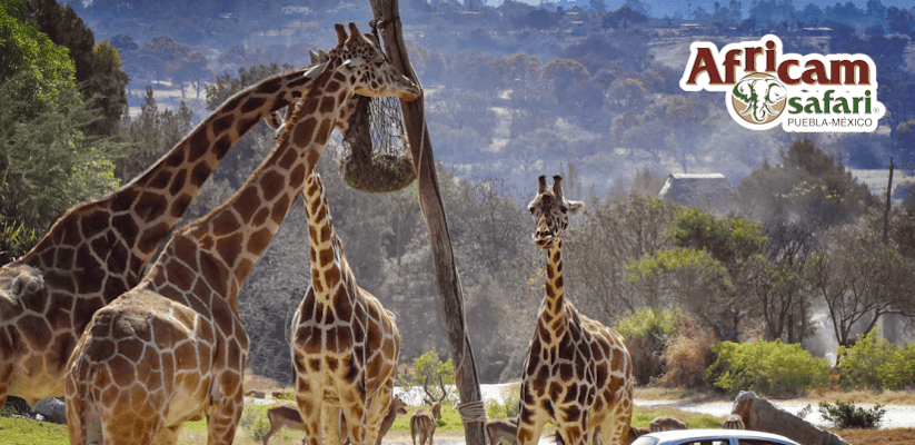 Africam Safari