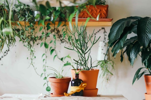 Cómo revivir tus plantas y no matarlas en el intento