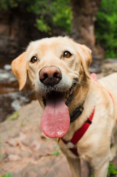 Celebra el  Día Internacional del Perro con canciones que nos recuerdan su lealtad