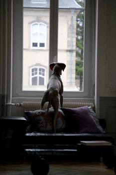 Cómo dejar a mi perro solo y no perder la casa en el intento