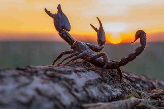 Scorpio season: historias que si fueran un signo serían escorpión