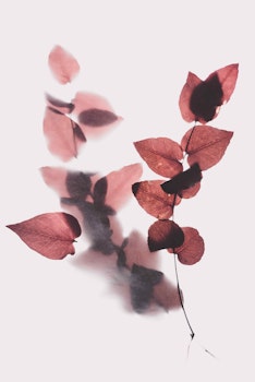 Apps para el cuidado de tus plantas
