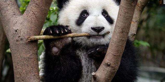 Muere Shuan Shuan, la panda gigante de México