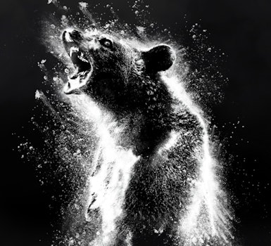 “Oso intoxicado”: el cine hecho por y para internet