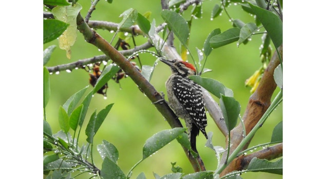 El Museo Nacional de los Ferrocarriles Mexicanos celebra al medio ambiente con “Alas sobre rieles, ciudad de aves”